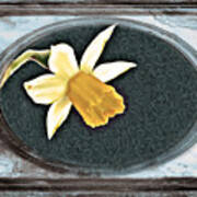 Daffodil In Vintage Film Frame Poster