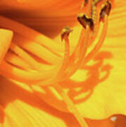 Daffodil - Peeping Tom 07 Poster