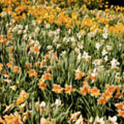 Daffodil Stripes Poster