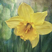 Daffodils In Bloom Poster