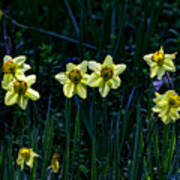 Daffodils One Poster