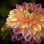 Dahlia In Peach And Lavender Poster