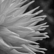 Dahlia Petals In Black And White Poster