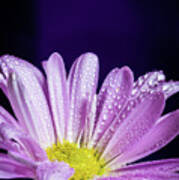 Daisy After The Rain Poster