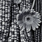 Daisy On Indian Corn Black And White Poster