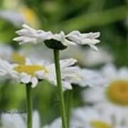 Daisy Petals Poster