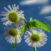 Daisy Trio - White Daisies Glistening In Sunlight With Mist Droplets Poster