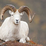 Dall Sheep Ram Poster