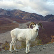 Dalls Sheep In Denali Poster