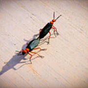Dance Of The Desert Blister Beetles Poster