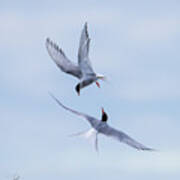 Dancing Arctic Terns Poster