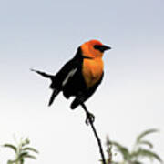 Dancing Blackbird Poster