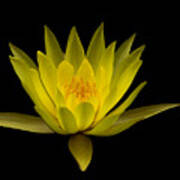 Dancing Yellow Lotus Poster