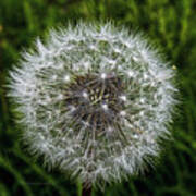 Dandelion Fluff Poster