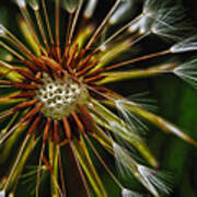 Dandelion Puff Poster