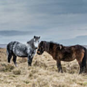 Dartmoor Ponies On Dartmoor Poster