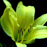 Day Lily At Night Poster
