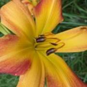 Day Lily Poster