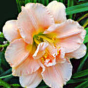 Daylily Dream Poster