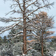 Dead Ponderosa Pines In Winter Poster
