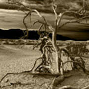 Dead Tree In Death Valley 5 Poster