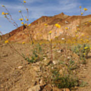 Death Valley Superbloom 202 Poster