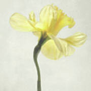 Decadent Daffodil Poster