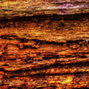 Decomposing Fallen Tree Trunk Detail Poster