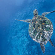 Deep Blue Turtle Poster