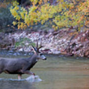 Deer Crossing River Poster
