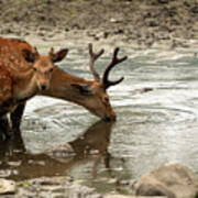 Deer Drinking Poster