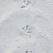 Delicate Bird Tracks In Powder Sand Destin Florida Poster