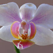 Delicate Orchid Portrait Poster