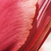 Delicate Tulip Poster