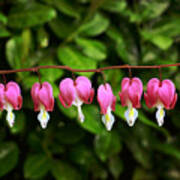 Delightful Bleeding Hearts Flowers Poster