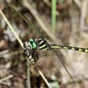 Delta-spotted Spiketail  Male Poster
