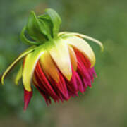 Demure Dahlia Bud Poster