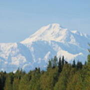 Denali Framed By Trees Poster