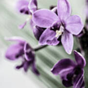 Dendrobium Orchids Poster