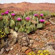 Desert Cactus In Bloom Poster