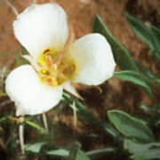 Desert Mariposa Lily Poster