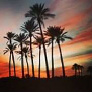 Desert Palms Sunset Poster