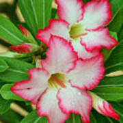 Desert Rose With Buds And Water Poster
