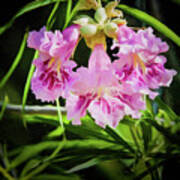 Desert Willow Poster