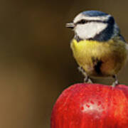 Detailed Blue Tit Cyanistes Caeruleus Sat On A Wet Red Apple Poster