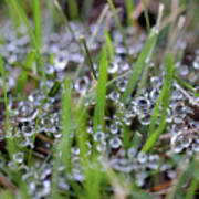 Dew Drops In Grass #3 Poster
