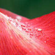 Dew Drops On A Wave Of Red Poster