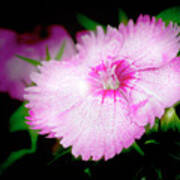 Dianthus Flower Poster