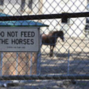 Do Not Feed The Horses Poster
