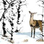 Doe In The Birch Trees Poster
